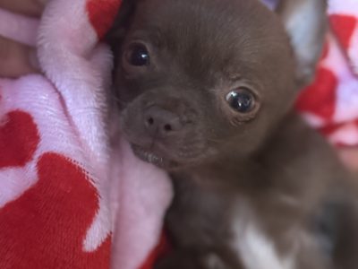 Tea cup chihuahua