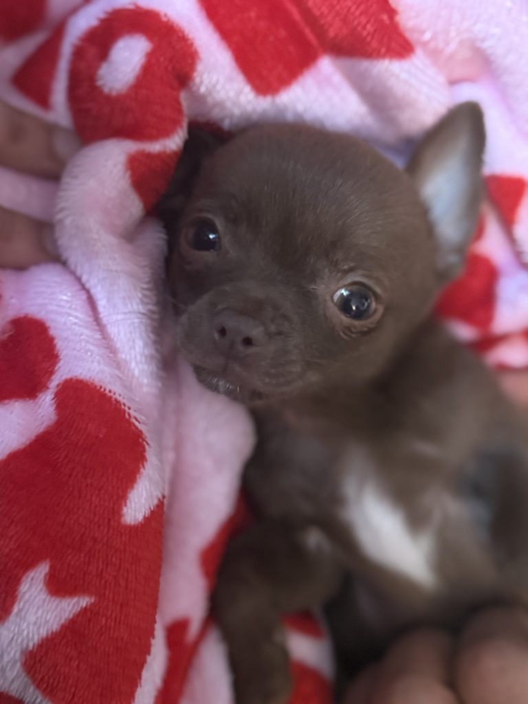 Tea Cup Chihuahua