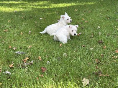West highland female puppy