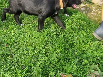 Australian Kelpie Cross Puppies in Ballinhassig