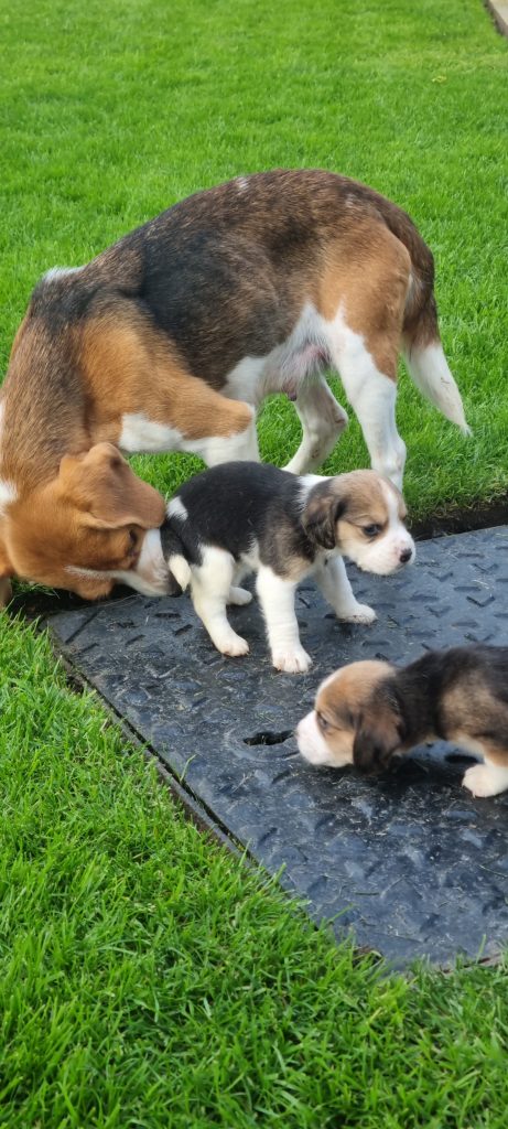 Beagle Puppies For Sale
