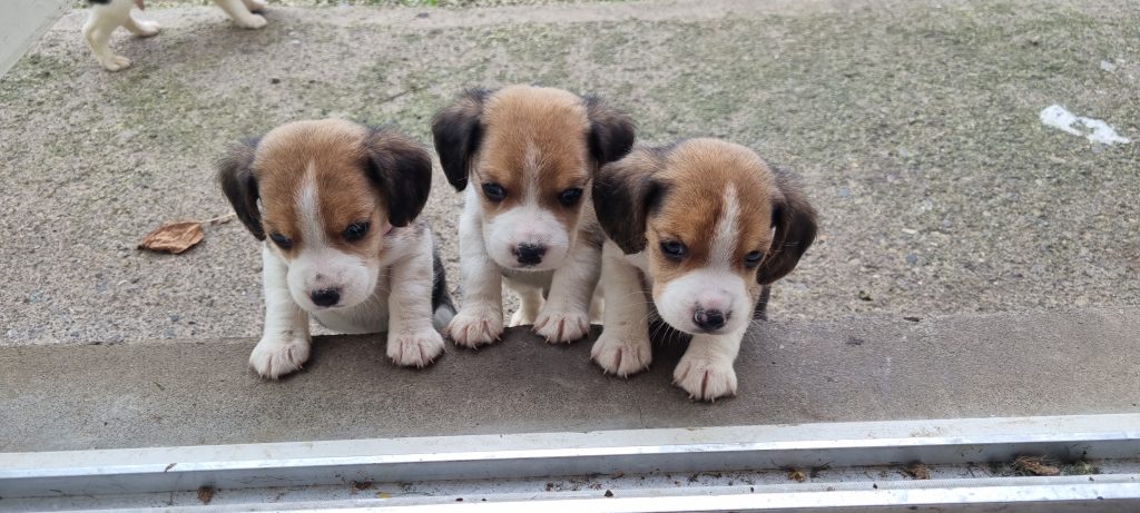 4 Beagle Puppies For Sale