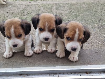 4 Beagle Puppies for sale