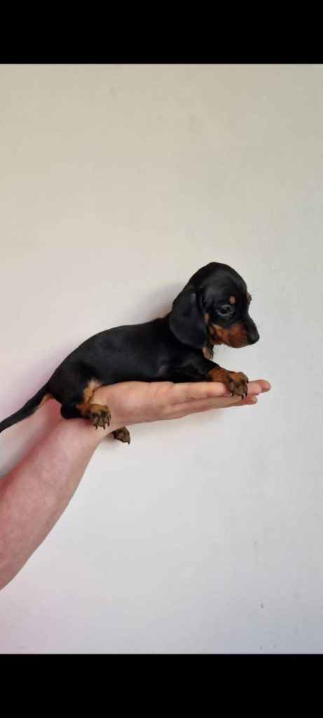 Miniature Dachshund Puppies
