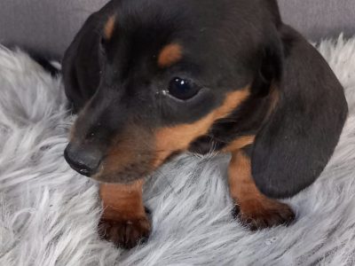 Miniature Dachshund Puppies for Sale in Ashbourne