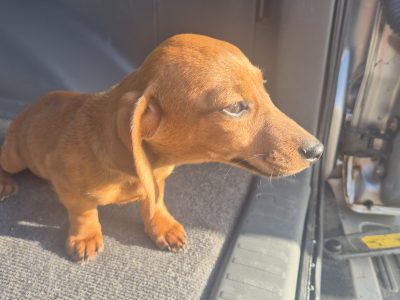Miniature Dachshund Puppies for Sale in Ashbourne