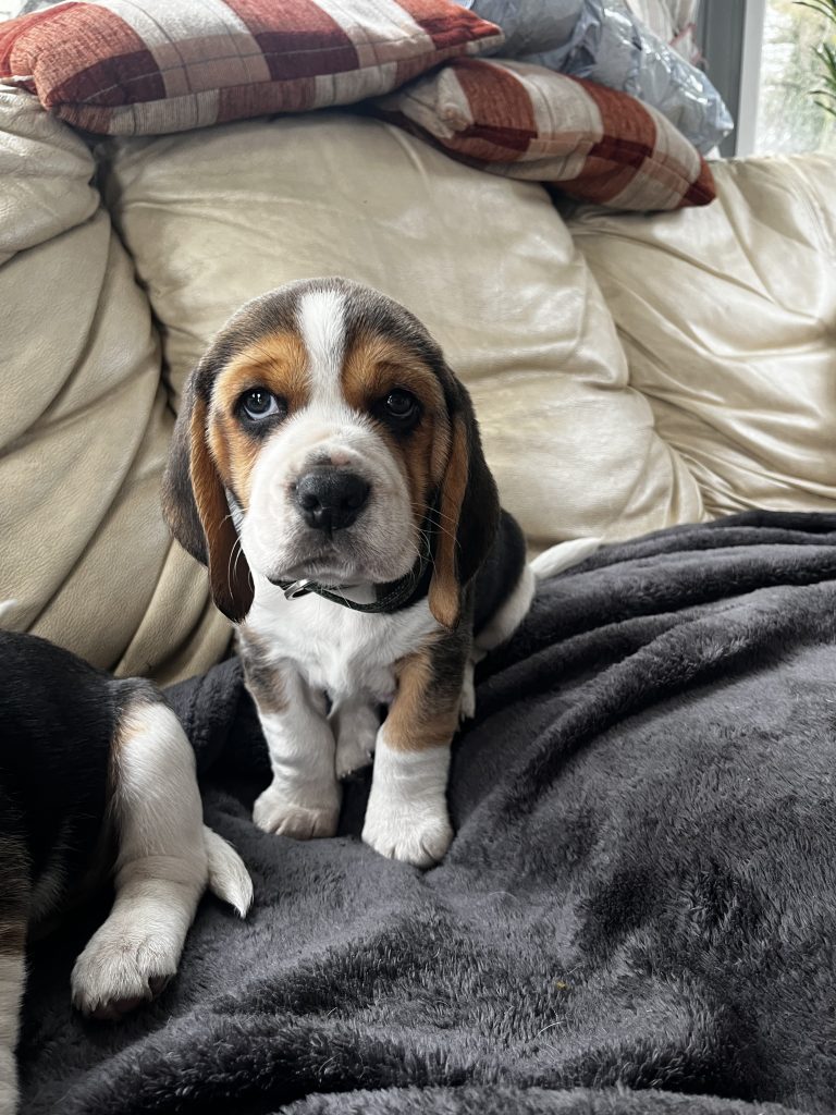 Beautiful Beagle Puppies Pups Tricolour