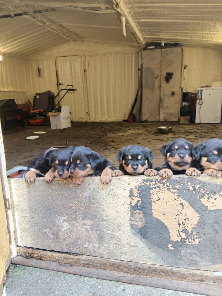 Rottweiler Puppies For Sale