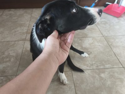 border collie