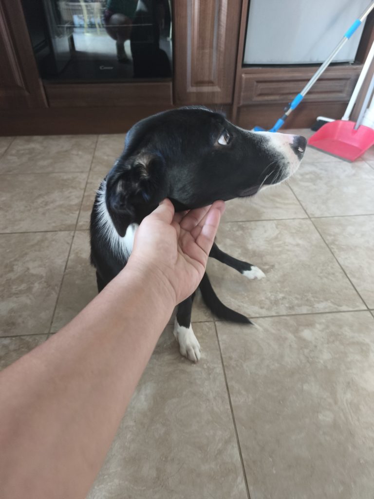 Border Collie