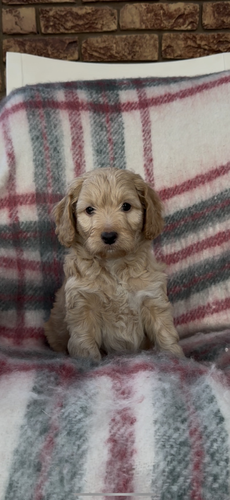 Cockapoo Puppies