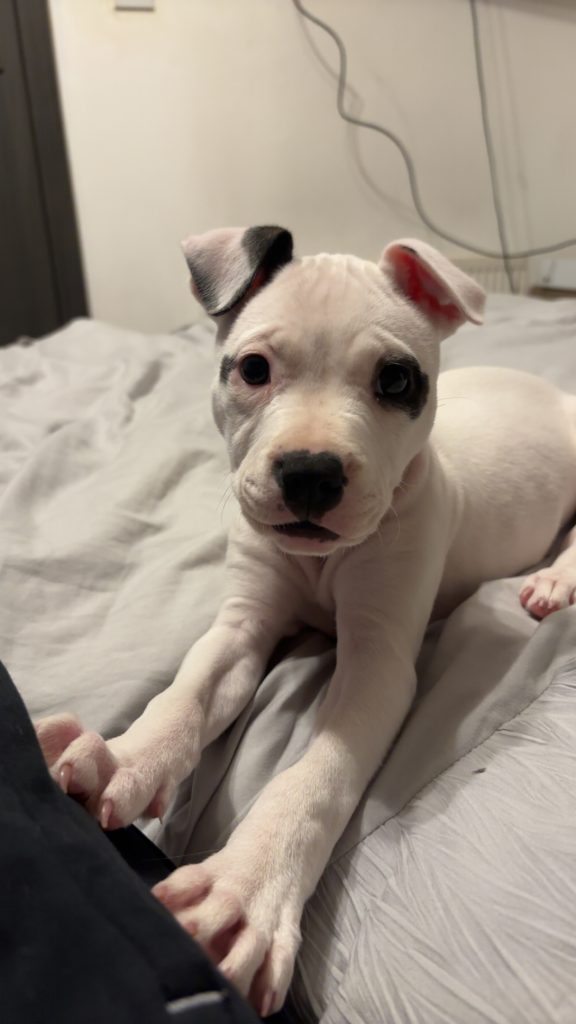 White Female Staffy Puppy