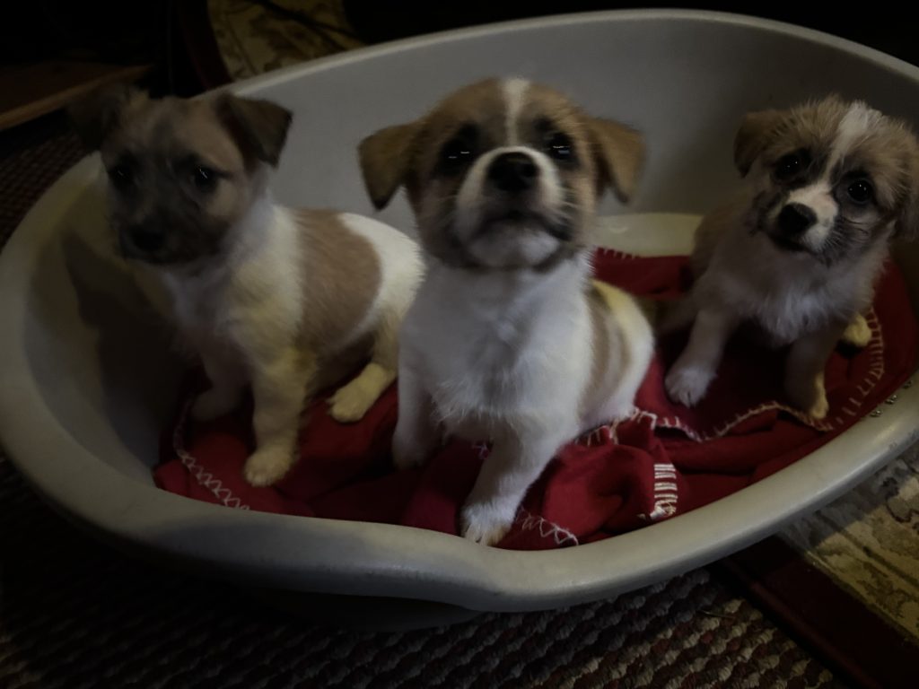 Jack Russel X Bichon Puppies