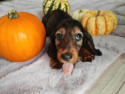 Rare Kaninchen Dachshund Puppies in Killashee