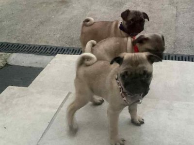 Purebred Pug