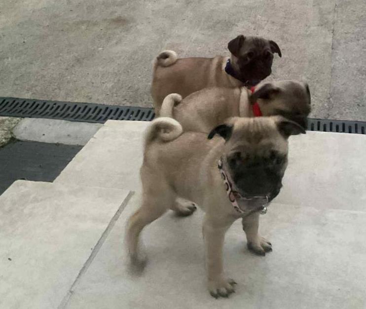 Purebred Pug