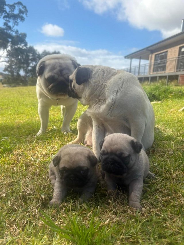 Completely Pugs For Sale