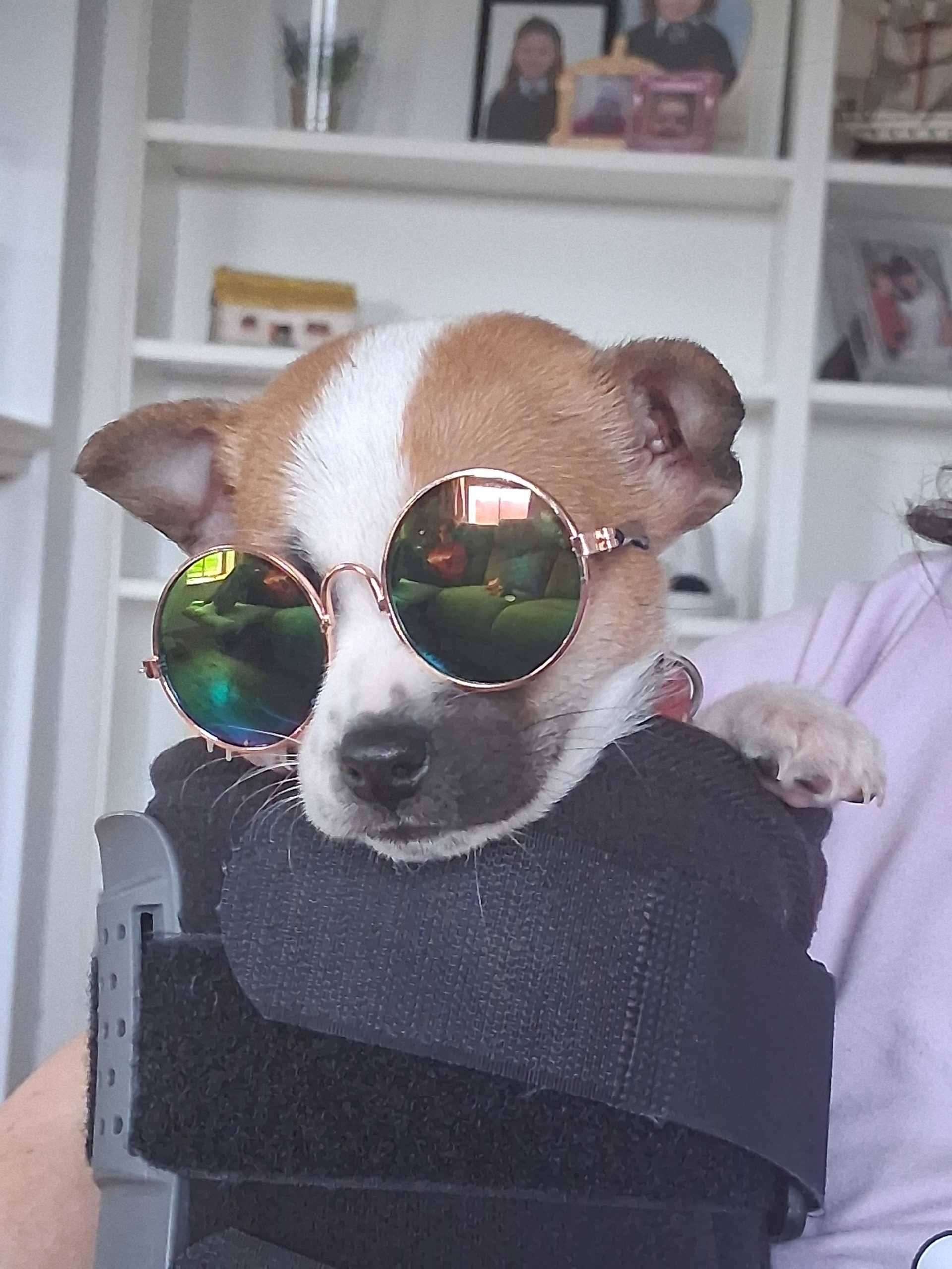 Jack Russell Puppies in Millstreet - Playful Companions