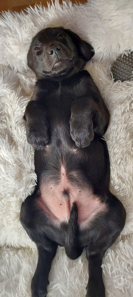Labrador Laois