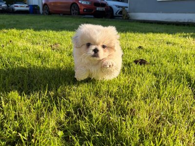 Pekingese bitch (pink carrier)