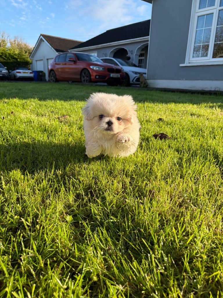 Pekingese Bitch (pink Carrier)