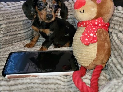 Silver Dapple Dachshund Puppies in Dublin