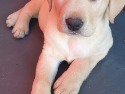 Purebred Labrador puppies in Laois