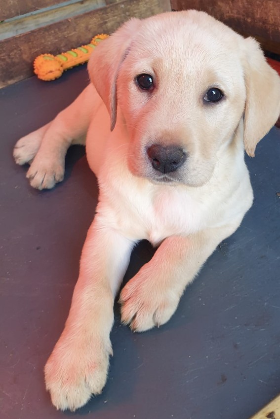 Purebred Labrador Puppies In Laois