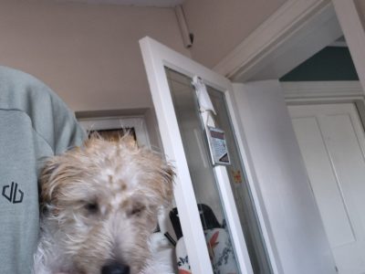 Jack russell irish terrier mix 5 month old male