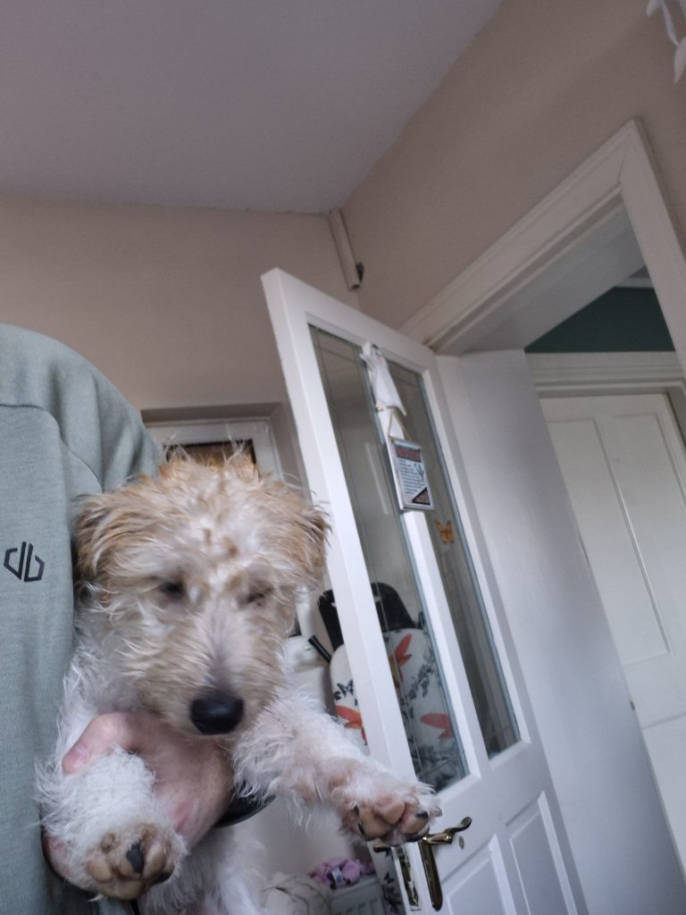 Jack Russell Irish Terrier Mix 5 Month Old Male