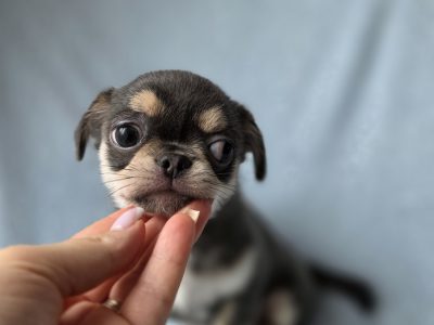 🌟 🐶 Beautiful Chihuahua Puppies
