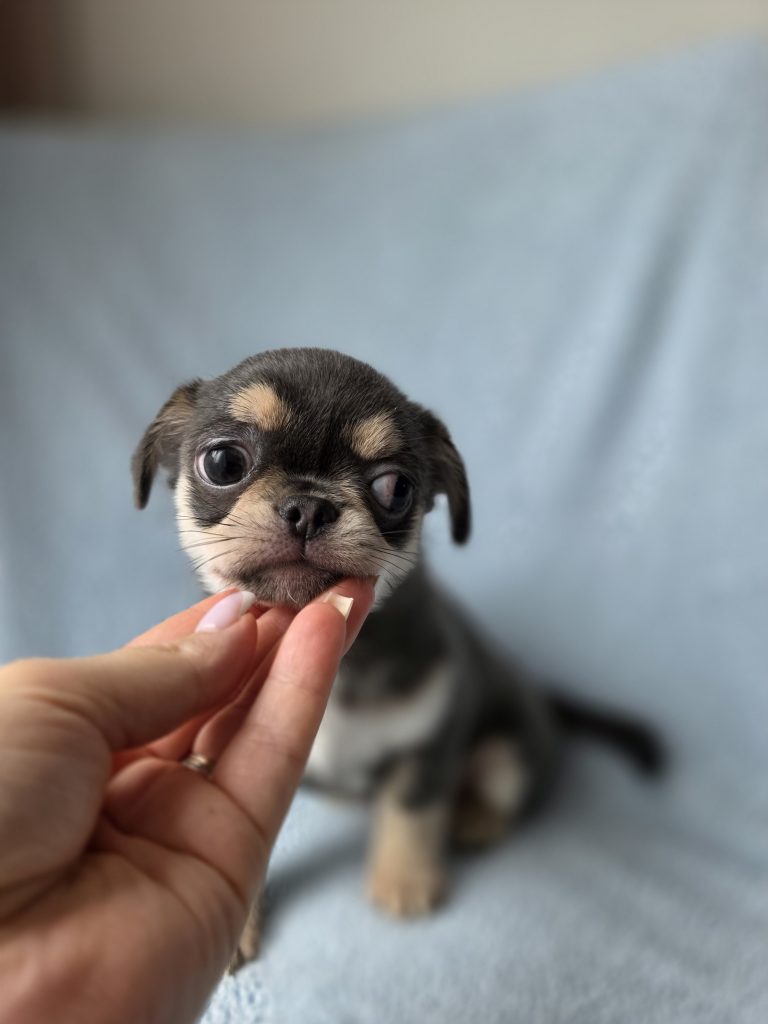🌟 🐶 Beautiful Chihuahua Puppies