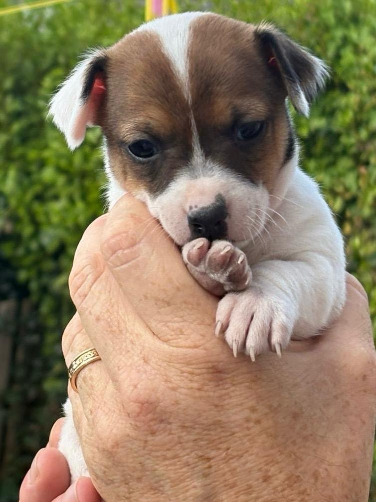Jack Russell puppies