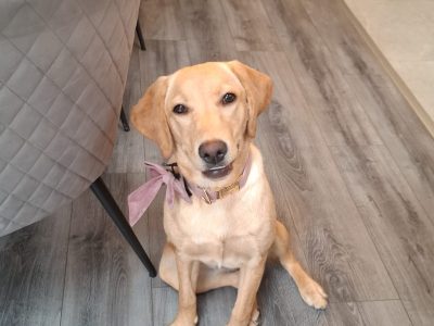 Golden Labrador