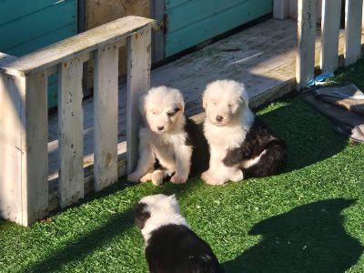 Old English Sheepdog Puppies in Kiskeam