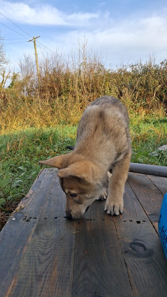 Saarloos Wolfdog Puppy Ikc Registered Looking For