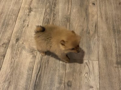 Pomeranian Pups in Wexford - Playful Companions
