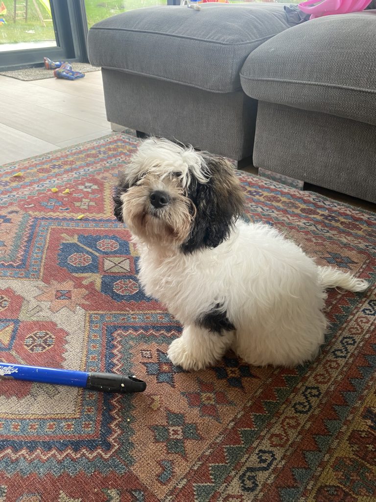 Bichon Frise And Shih Tzu Mix