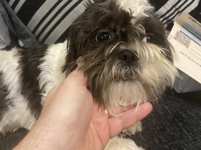 9 month old looking for good home
