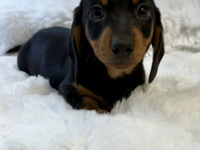 Miniature Dachshund Puppies for Sale in Dublin