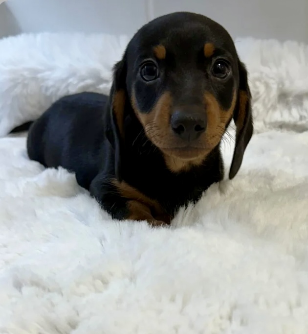 Miniature Dachshund Puppies for Sale in Dublin