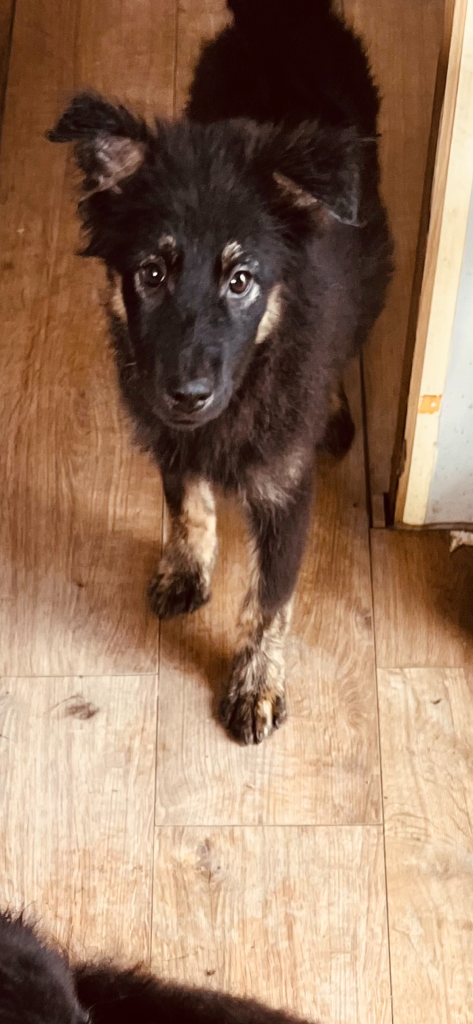 Puppy