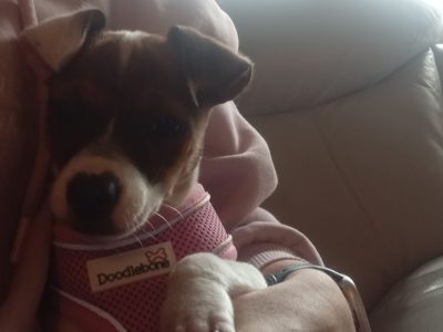 Jack Russell pup