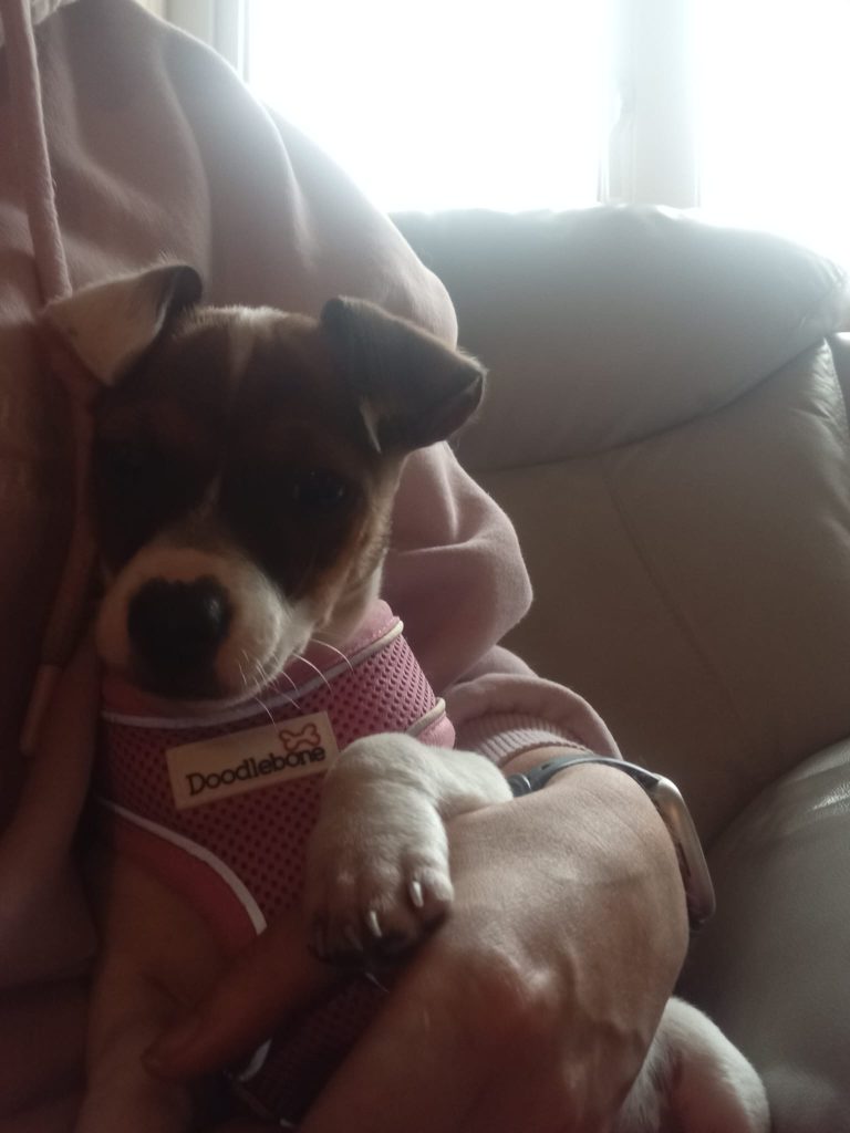 Jack Russell Pup