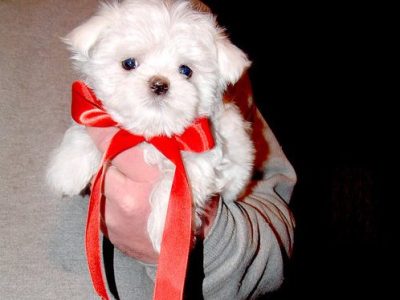 Beautiful Maltese pupies