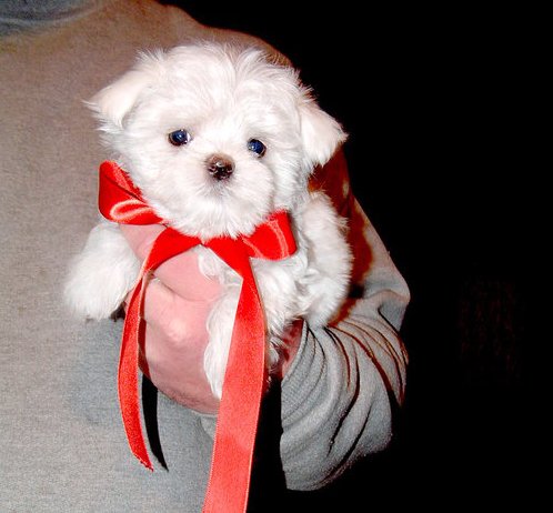 Beautiful Maltese Pupies