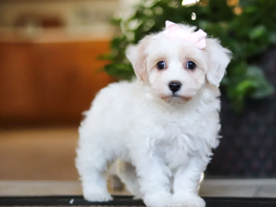 Stunning Litter of Genuine toy Maltipoo puppies