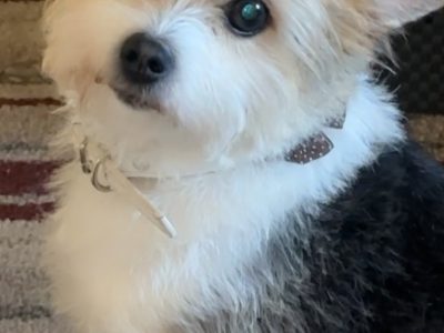 Rehoming a dog