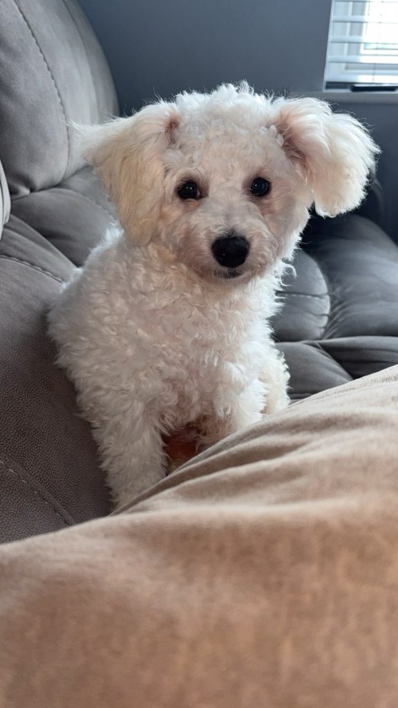 Bichon Frise