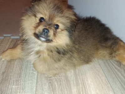 Teddy bear pomeranian